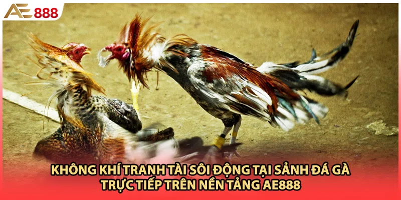 Không khí tranh tài sôi động tại sảnh đá gà trực tiếp trên nền tảng AE888